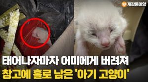 태어나자마자 어미에게 버려져 창고에 홀로 남은 ‘아기 고양이’