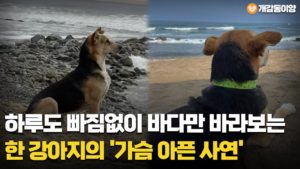 하루도 빠짐없이 바다만 바라보는 강아지의 ‘가슴 아픈 사연’