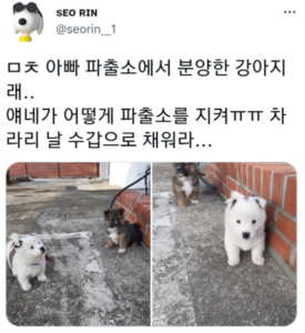 아빠 파출소에서 입양했다는 댕댕이들 ㅜㅜ