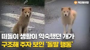 떠돌이 생활이 익숙했던 개가 구조해 주자 보인 ‘돌발 행동’