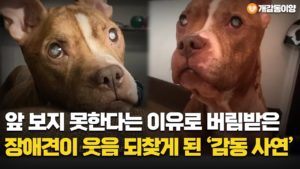 앞 보지 못한다는 이유로 버림받은 장애견이 웃음 되찾게 된 ‘감동 사연’