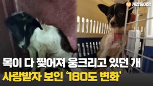 목이 다 찢어져 웅크리고 있던 강아지가 사랑받자 보인 ‘180도 변화’