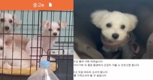 “네고해서 130에 드릴게요” 동물 올라오는 요즘 중고나라 근황 (+사진)