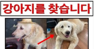 “애타게 찾던 실종됐던 반려견이 건강원 보약으로 발견됐습니다” (+범인)