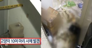 “대구 빌라에서 학대당하고 방치됐다가 세상을 떠난 고양이 몇 십 마리의 사체가 발견됐습니다”