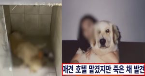 “믿고 맡겼던 사랑하는 반려견이 애견 호텔에서 무지개 다리를 건넜습니다” (+원인)