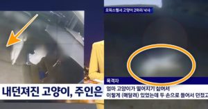 김해 새끼 고양이 12층에서 내던진 30대 남성.. 고양이 사망 뒤 ‘뻔뻔하게 내뱉은 말’