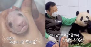 봄 여름 가을 겨울.. 두 눈 시큰하게 만드는 푸바오와 강바오 할부지의 “세월과 추억” (움짤)