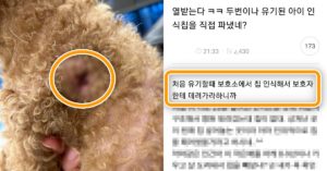 실시간 국내 여론 모두 분노하게 만든 ‘역대급 악마 견주’ 강아지 유기 사건 (상황)