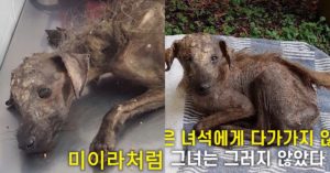 뼈만 남은채 버려져 죽어가는 노견.. 모두가 외면한 순간, 한 여성이 보여준 ‘눈물나는 손길’