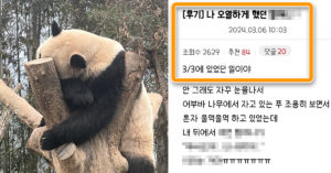 “아직도 계속..” 푸바오 마지막 출근날, 누가 목격한 할머니팬 이야기에 ‘모두가 눈물 터트린 이유’