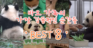 “바오 팬들이 직접 선정..” 아직도 눈물버튼이라는 바오 가족 가장 감동적인 순간 ‘BEST 8’