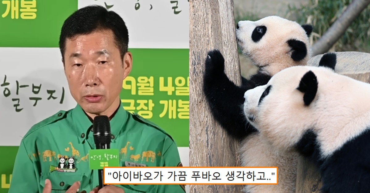 “아이바오가 푸바오를 잊지 않고..” 강바오가 푸바오 보낸 후 나머지 바오들 돌보며 들었다는 느낌