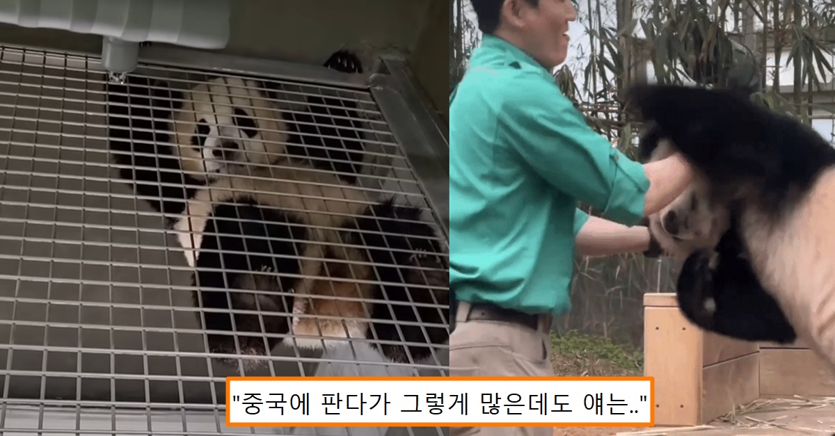 “중국에도 이런 판다는 없어요” 판다 고장 중국 팬들이 후이바오 성격에 놀라워하며 남긴 말