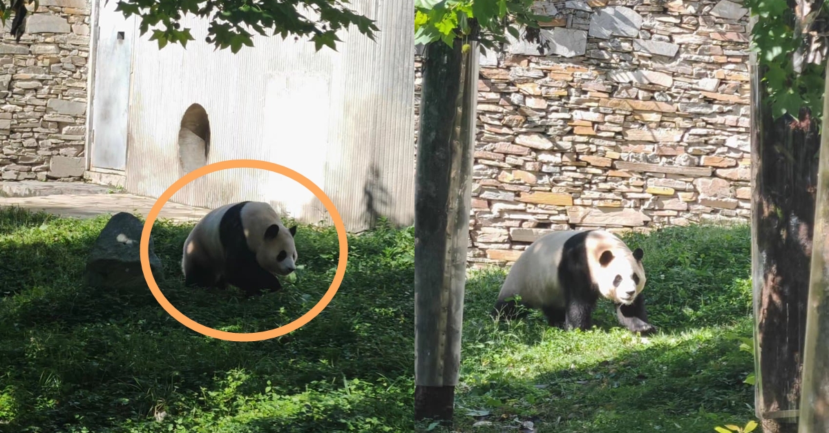 “가임신 이야기 나온 직후에 봤는데..” 푸바오 보러 날아간 한 팬의 생생한 후기 모두를 울렸다