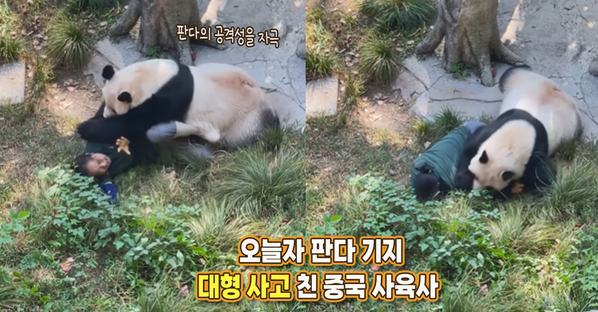 “판다의 공격성을 깨운 인간” 오늘 중국 판다 기지 사육사, 대형 사고쳤다