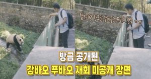 “처음보는 장면” 얼마 전 특별한 강바오와 푸바오 선수핑 미공개 영상이 공개됐다