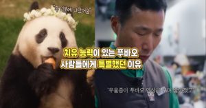 “아팠던 사람들을 낫게 해준 동물” 푸바오가 우리에게 특별했던 진짜 이유