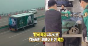 “푸바오 한국 복귀 장면” 푸공주 판생 ‘역순’으로 정리하자 모두가 감동받았다