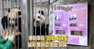 “마의 40kg 구간” 아직까지도 루이후이 40kg 넘지 못하고 있는 이유