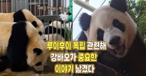 “성장이 정말 빨라요” 강바오가 푸바오보다 루이후이 독립이 빠를 것 같다고 말한 이유