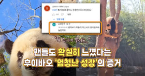 “헉 드디어 후이도..” 팬들도 확실히 느낀 후이바오가 엄청 성장했다는 증거