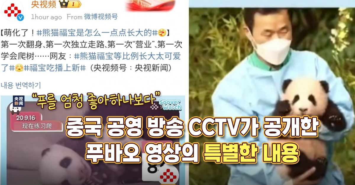 “푸를 엄청 좋아하나보다” 중국 공영 방송 CCTV가 공개한 푸바오 영상의 특별한 내용