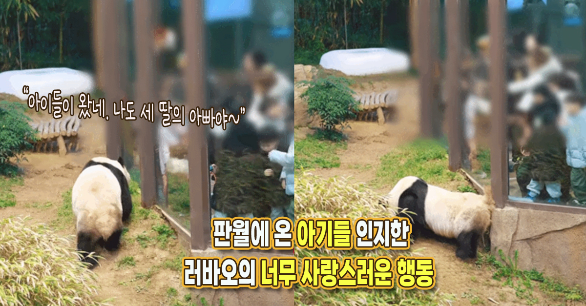 “나도 딸 셋이 있는 아빠야” 판월에 온 아기들 인지한 러바오의 너무 사랑스러운 행동