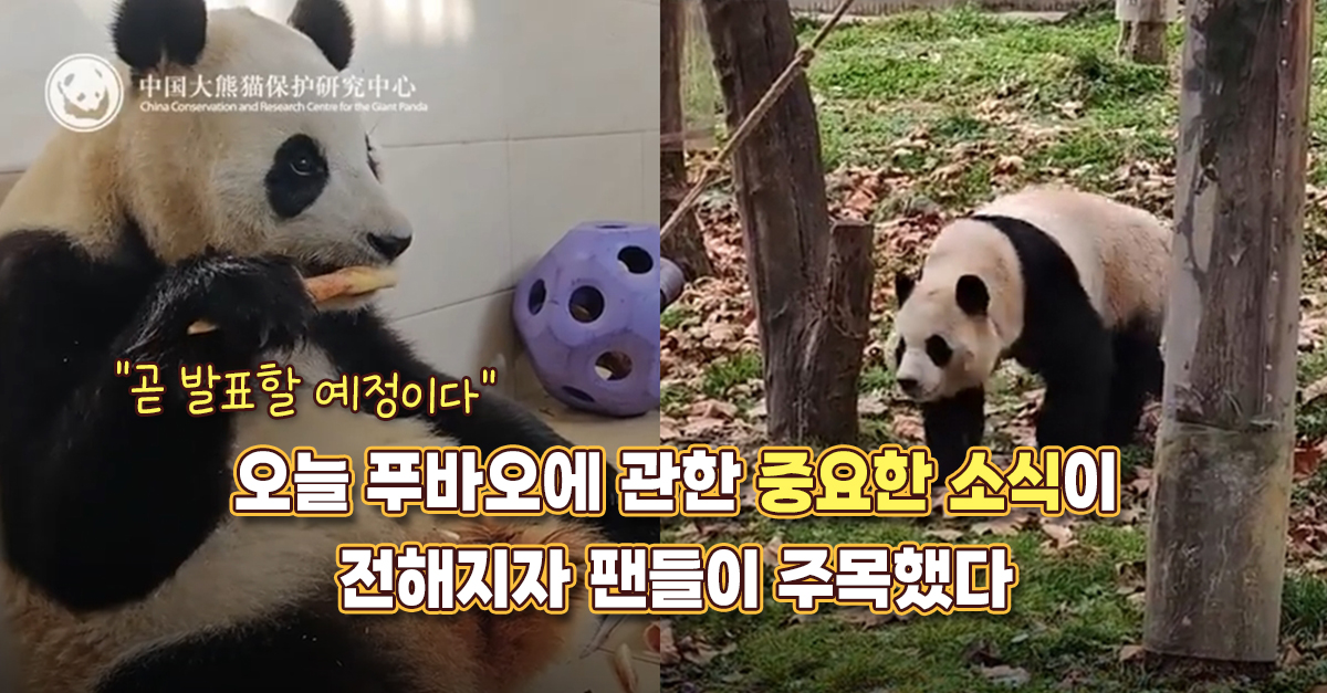 “곧 발표할 예정이다” 오늘 푸바오에 관한 중요한 소식이 전해지자 팬들이 주목했다