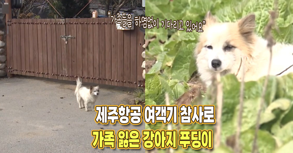 “가족을 매일 찾아다니며..” 제주항공 여객기 참사로 가족 잃은 강아지 푸딩이 상황