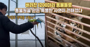 “수많은 생명을 구했다”버려진 1200마리 동물들로 동물원을 만든 특별한 사연이 전해졌다