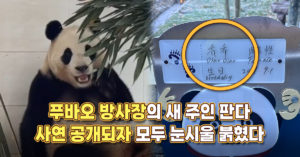 “이 아이에게도 관심을..” 푸바오 방사장 새 주인 판다 뒷이야기 공개되자 모두 눈시울 붉혔다