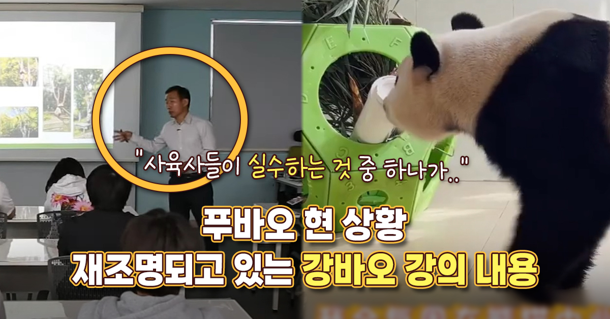 “사육사들이 실수하는 것 중 하나가..” 푸바오 현 상황 재조명되고 있는 강바오 강의 내용