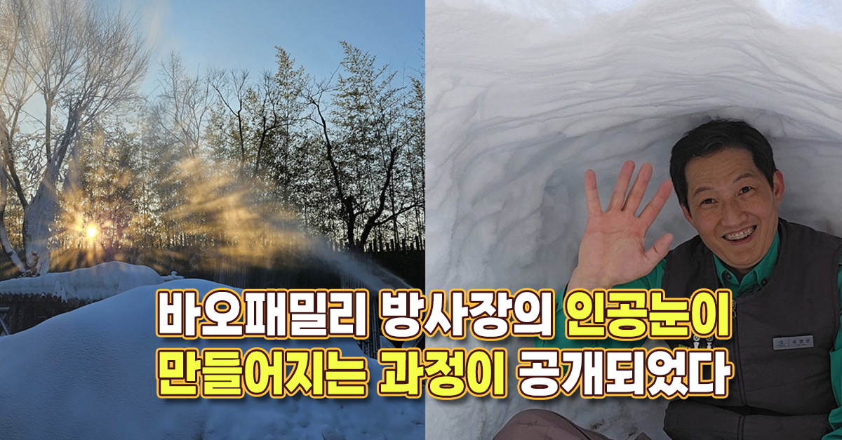 바오패밀리 방사장의 인공눈이 만들어지는 과정이 공개되었다
