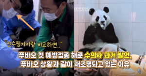 “선수핑기지랑 비교하면..”푸바오 첫 예방접종 해준 수의사 과거 발언, 푸바오 상황과 같이 재조명되고 있는 이유