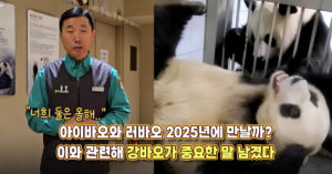 “너희 둘은 올해..” 아이바오와 러바오 2025년에 만날까? 이와 관련해 강바오가 중요한 말 남겼다