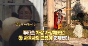 “업무가 바뀌신 듯..” 푸바오 가장 사랑해줬던 왕 사육사의 근황이 공개됐다