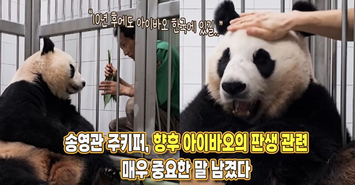 “10년 후 아이바오를 위해..” 송영관 주키퍼, 향후 아이바오의 판생에 있어 정말 중요한 말 남겼다