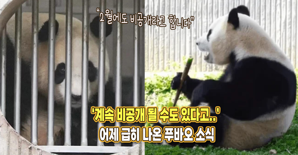 “계속 비공개 될 수도 있다고..” 어제 나온 푸바오 소식, 팬들의 걱정이 커지고 있다