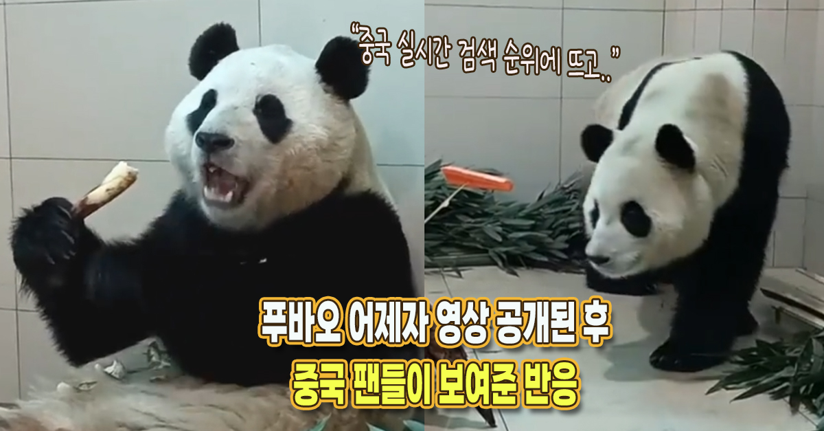 “중국 실시간 검색어에 뜨면서..” 푸바오 어제자 영상 공개된 후 중국 팬들이 보여준 반응