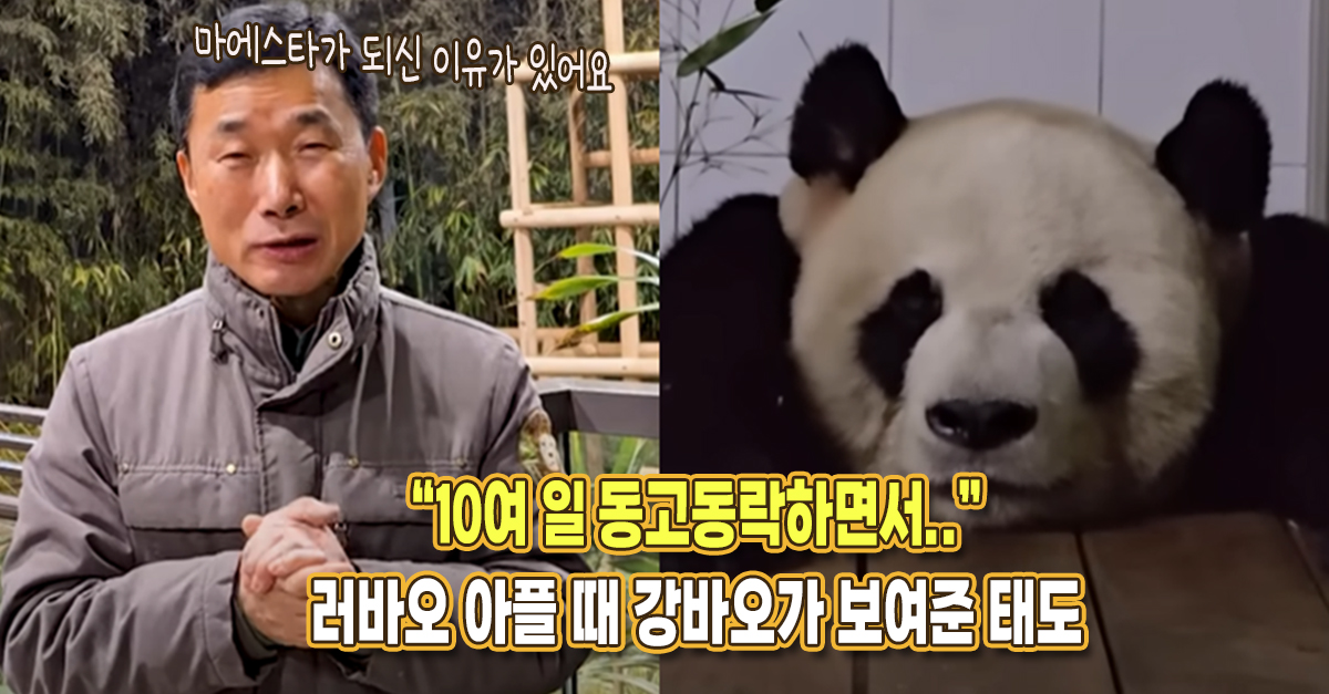 “10일 간 아들 옆에 붙어있으면서..” 러바오 건강 회복을 위해 강바오가 보여준 태도