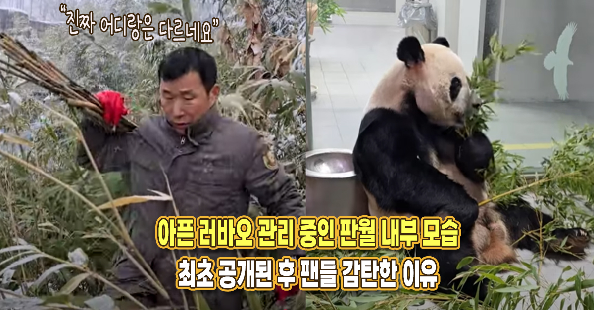 “확실히 어디랑은 다르네요” 아픈 러바오 관리하는 판다월드 내부 최초 공개된 후 팬들이 감탄한 이유
