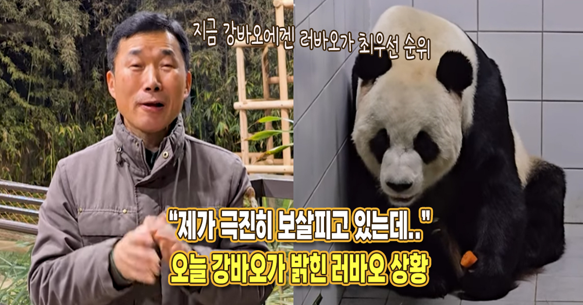 “제가 여러분 앞에 못 나오고 극진히 보살피고 있는데..” 오늘 강바오가 밝힌 현재 러바오 상황