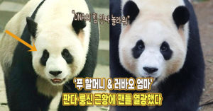 ‘푸바오 할머니 & 러바오 엄마’ 최근 판다 룽신 근황 소식에 모두 열광했다