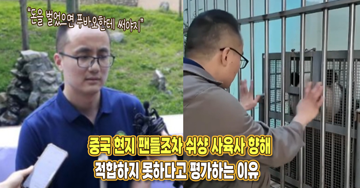 “적합하지 않은 인물이고..” 푸바오 사육사 쉬샹에게 분노한 중국 팬들의 SNS 글