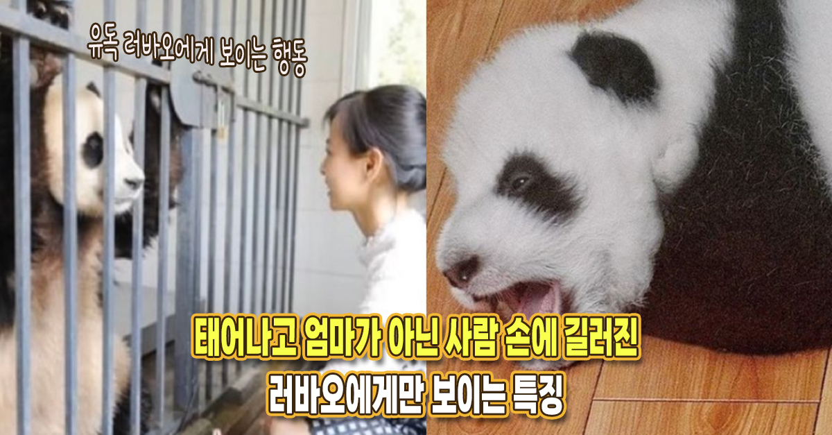 “유독 러바오에게 보이는 특징” 아기 때부터 엄마 판다 아닌 사육사 손에 길러진 러바오의 특별한 행동