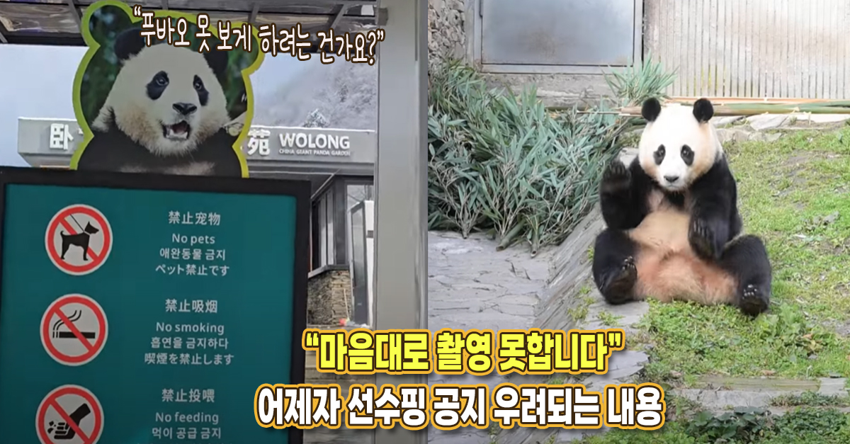 “푸바오를 못 보게 하려는 건가요?” 어제 나온 선수핑 기지 공지 사항, 팬들은 통제 우려하고 있다