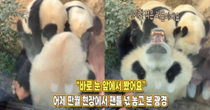 “바로 눈 앞에서 봤습니다” 어제 판월 찾은 팬들이 현장에서 넋 놓고 바라봤다는 장면