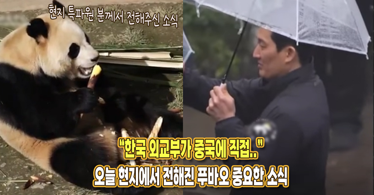 “한국 외교부가 중국에 문의 넣었고..” 오늘 중국 현지에서 날아온 푸바오 중요한 소식