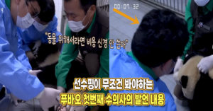 “돈 생각 안하고 끝까지 책임진다” 선수핑이 보고 배워야 하는 푸바오 판생 첫번째 수의사의 발언